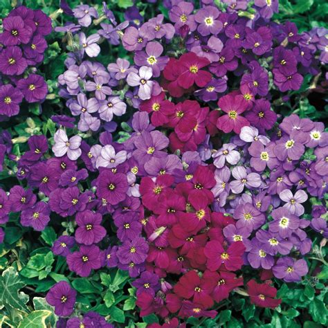 Outsidepride Royal Mix Aubrieta Rock Cress Seeds 5000 Pcs Perennial ...