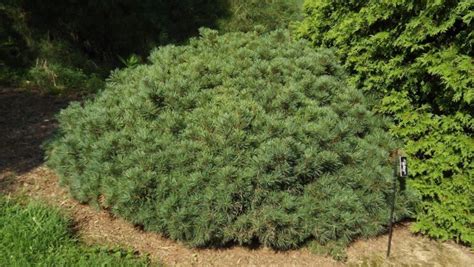 Pinus strobus 'Pygmaea' - pygmy eastern white pine | The Dawes Arboretum