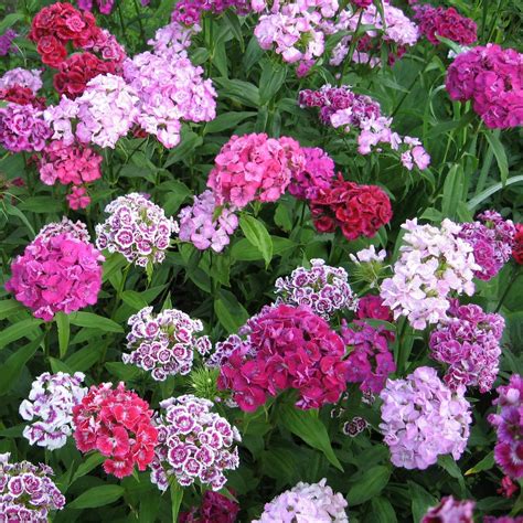 100Pc Sweet William Flower Seeds – Passion For Plantation