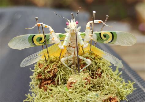 69 best Spiny Flower Mantis images on Pholder | Mantids, Nature Is ...