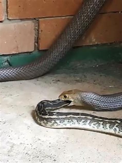 Half Human Half Snake Baby