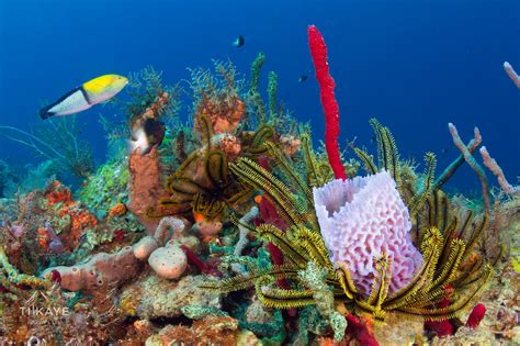ISLAND DIVERS (2026) All You Need to Know BEFORE You Go (with Photos ...