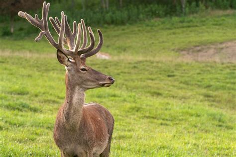 Pricing - Mountain Meadow Hunting Preserve