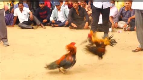 Why The Rooster Breeders Of Andhra Pradesh Are Feeding Viagra, Vitamins ...