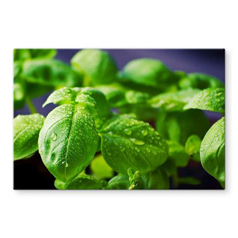 Fresh Basil - Kitchen Splashback | wall-art.com