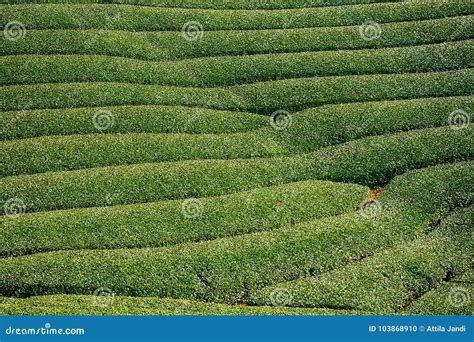 Tea Plantations Japan 的图像结果
