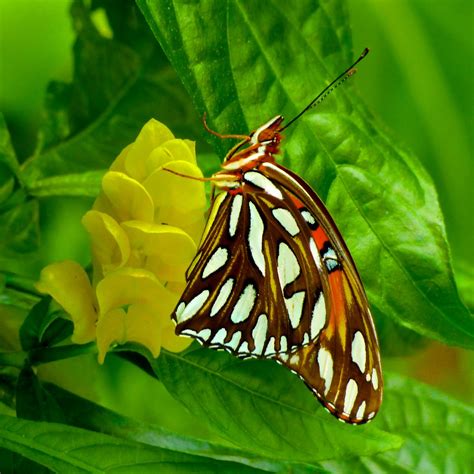 Gulf Fritillary | Hershey Gardens Butterfly Atrium, Hershey,… | Dale ...