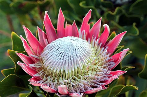 Discover The National Flower of South Africa: The King Protea - A-Z Animals