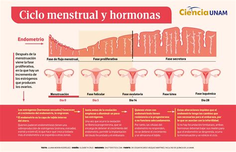 ¿Qué pasa en el útero durante el ciclo menstrual? - Ciencia UNAM