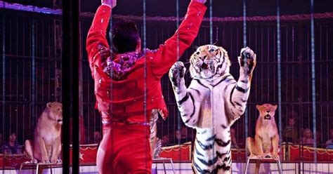 Suffering on Tour: Wild Animals in Circuses - FOUR PAWS International ...