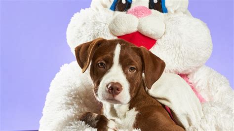 Download wallpaper 1366x768 pitbull terrier, dog, puppy, pet, rabbit ...