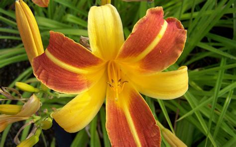 Buy Lily Plants Online | Kumaran Nursery Garden Vadipatti, Madurai ...