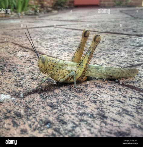 Biggest Grasshopper 的图像结果