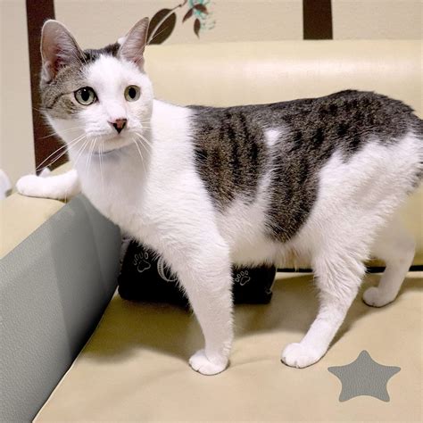 Buy FunStick Leather Repair Patch Self Adhesive Grey Leather Patches ...