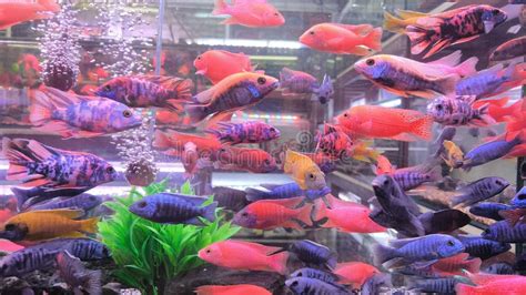Image result for Colorful Fish Tank