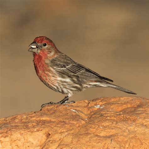 Red Capped Sparrow