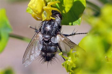 苍蝇在地球上有哪些作用，如果全部消灭，会带来哪些后果？_生物
