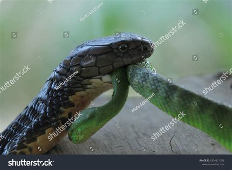 King Cobra Snake Eating Human