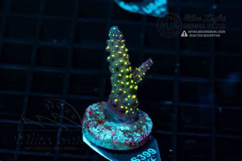 SPS Acropora Korallen online kaufen | Whitecorals