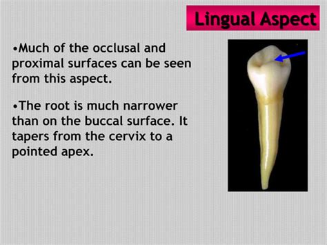 Image result for Applet Java Layout
