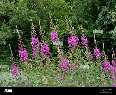 Rosebay willow herb (Epilobium angustifolium Stock Photo - Alamy
