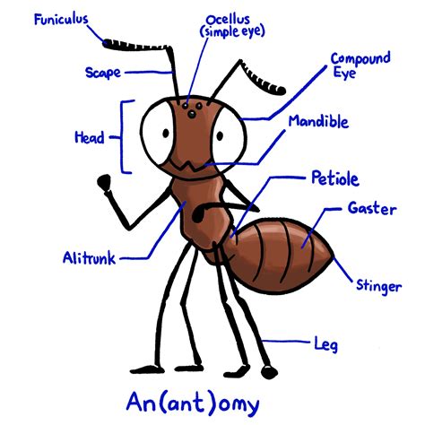 Ant Biology Anatomy at Daria Willis blog