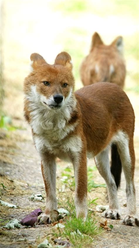 Best Places In India To See Dholes In The Wild