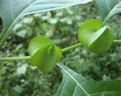 Fig. 1: Flowering and fruiting branch of Nicandra physaloides