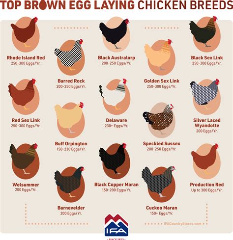 Chocolate Brown Egg Laying Chickens Best Chicken Breeds The Complete