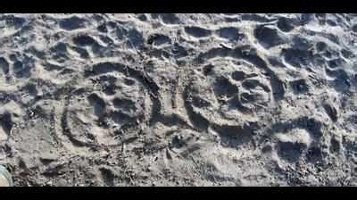 More pugmarks claims keep foresters on tenterhooks | Vadodara News ...
