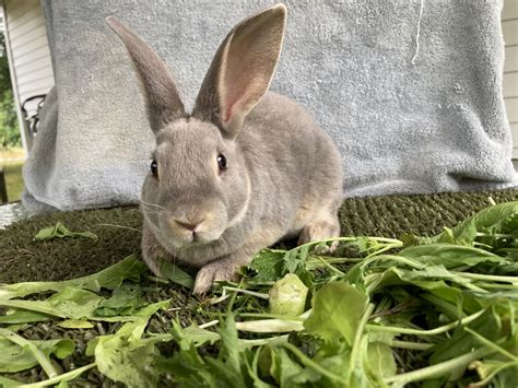 Standard Rex Rabbits For Sale | Stanwood, MI #439040