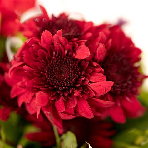 Somebody to Love – The Flora