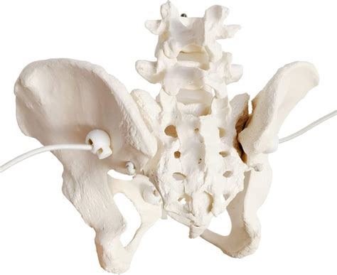 Buy Evotech Scientific Flexible Female Pelvic Model, Butt Model, Life ...