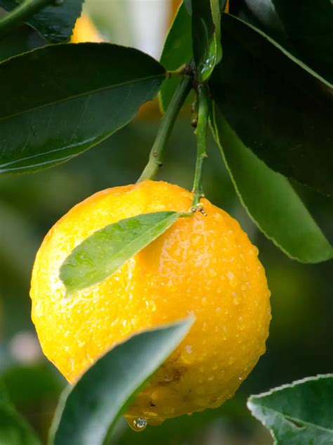 How to grow lemon trees on your balcony: 9 easy steps | EconomicTimes