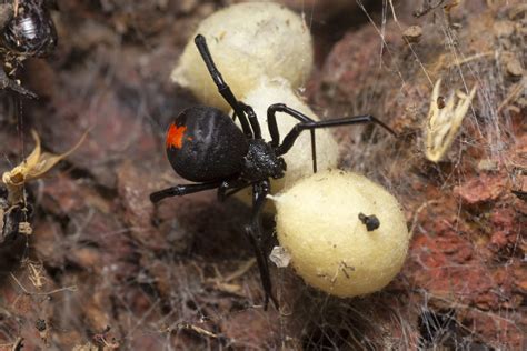 Top 3 Most Dangerous Spiders In Georgia | PestForce