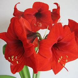 Buy flower bulbs (imported) online at low price - [60% off]