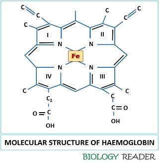 Image result for Complex Structure of Haemoglobin