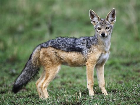 Adult Black-Backed Jackal / Masai Mara / Kenya / Africa wallpapers and ...