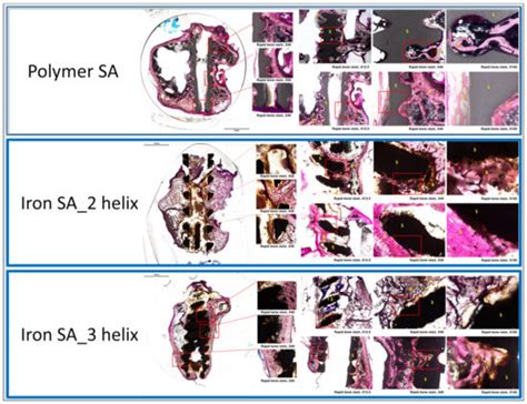 Biocompatibility and Biological Performance Evaluation of Additive ...
