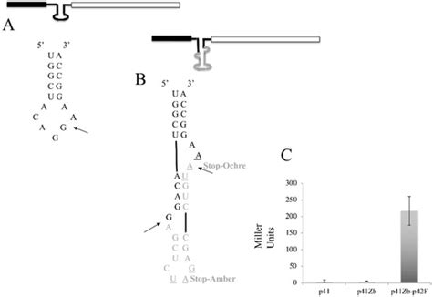Archaeal tRNA-Splicing Endonuclease as an Effector for RNA ...