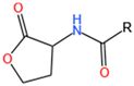 Roles and Regulation of Quorum Sensing of Acidophiles in Bioleaching: A ...