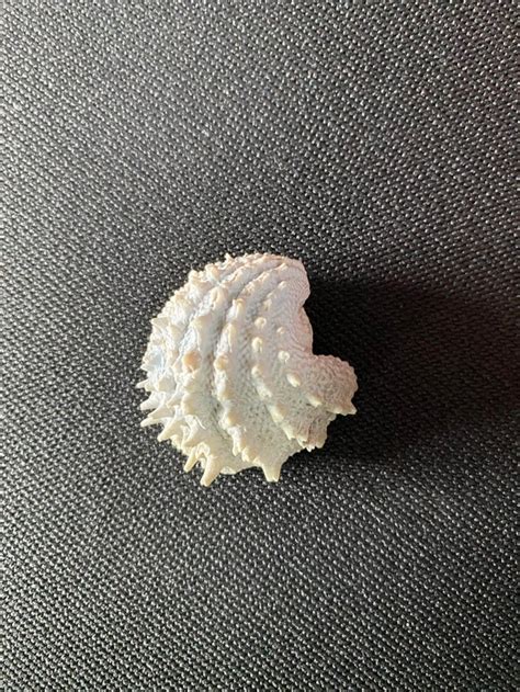 Image result for SC Shells