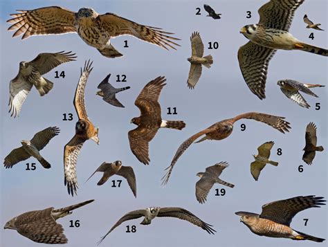 Identify Raptors in Flight: Test Your ID Skills