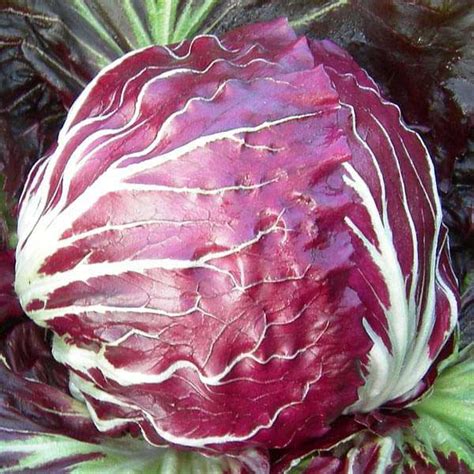 Buy American Cuisine Vegetable Herb Seeds online from Nurserylive at ...