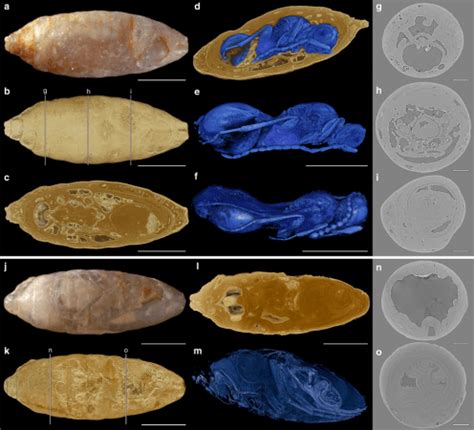 Wasps terrorised flies millions of years ago by laying eggs in live ...