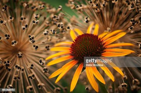 Image result for Edge Sorting Example