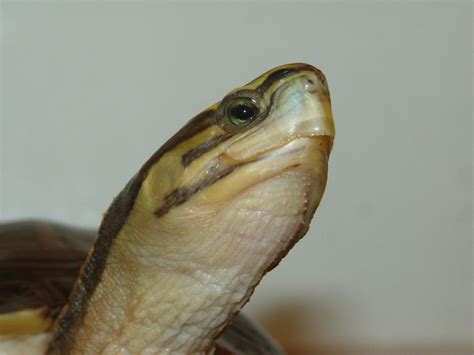 Image result for malayan box turtle setup