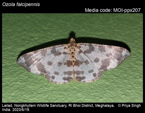 Ozola falcipennis (Moore, 1888) - | Moths