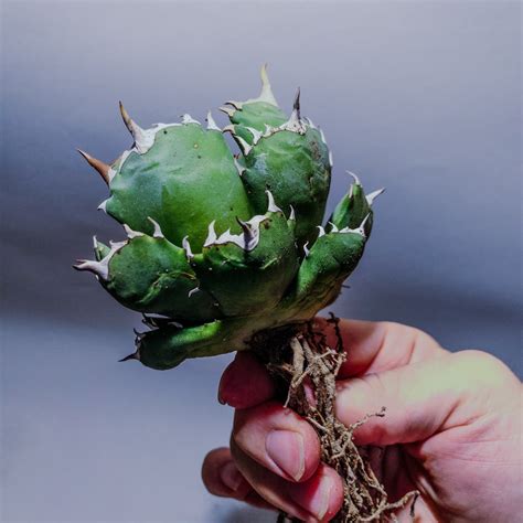 アガベ オテロイ "マージドトゥース" Agave Fo76 merged tooth form (Field grown in ...