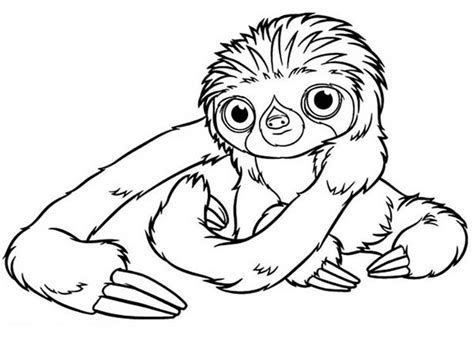 Image result for Sloth Coloring Pages
